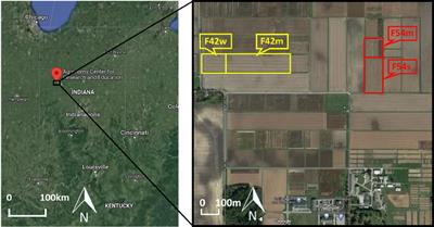 A novel transfer learning framework for sorghum biomass prediction using UAV-based remote sensing data and genetic markers